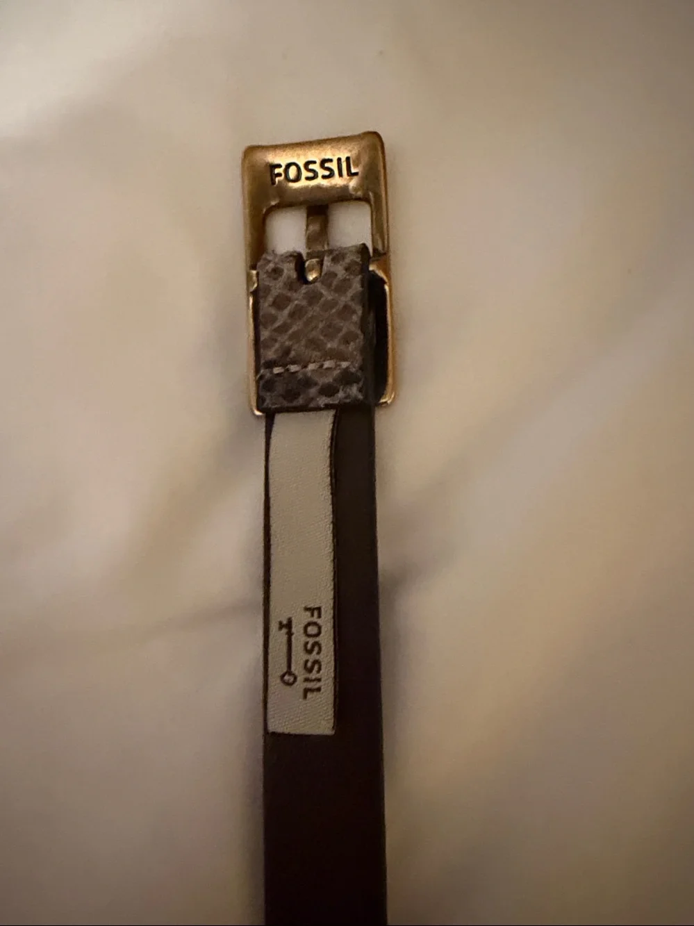 Fossil image shows
